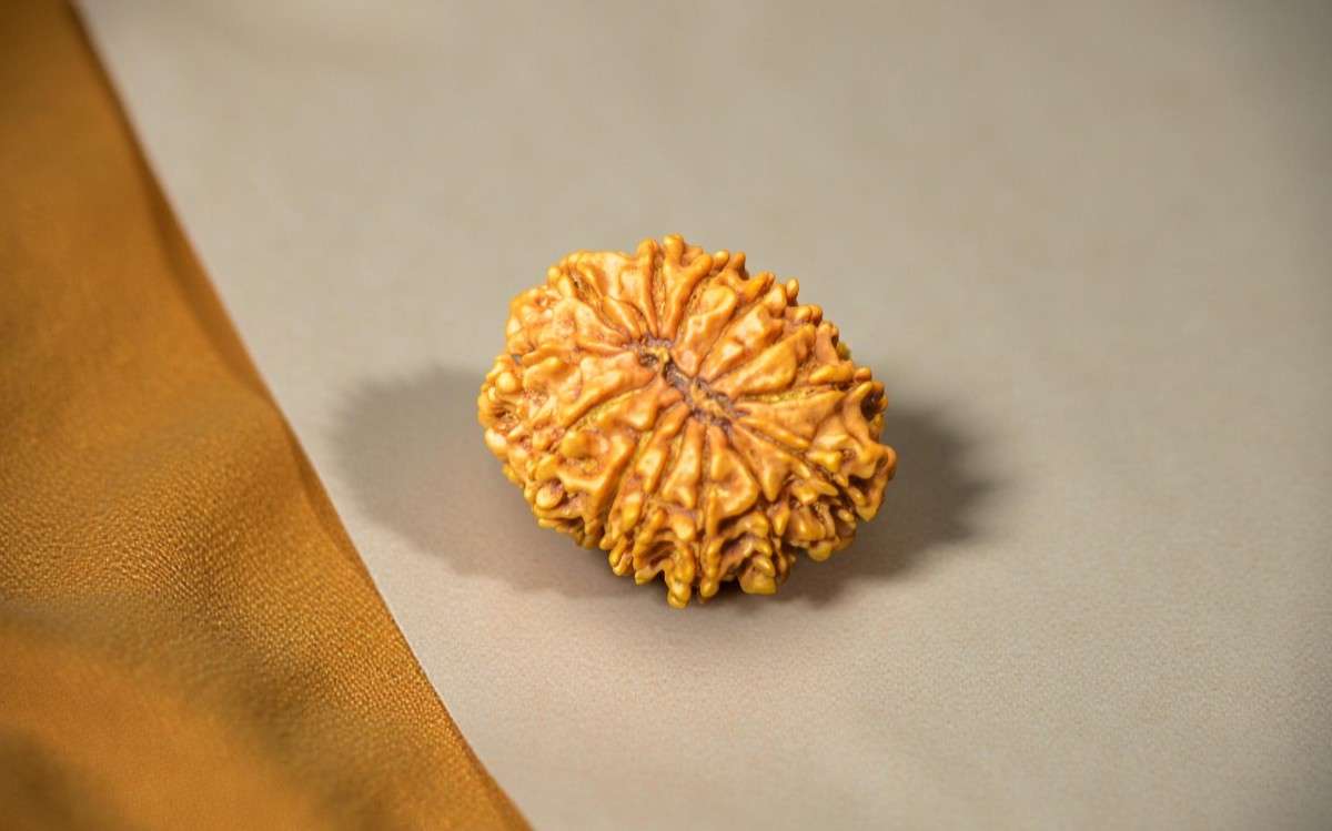 13 Mukhi Nepali Rudraksha
