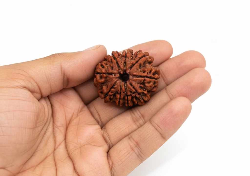 9 Mukhi Nepali Rudraksha